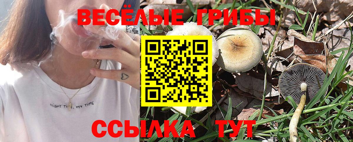 Галлюциногенные грибы Psilocybe  хочу наркоту  Вход с VPN  Можга  Галлюциногенные грибы прущие грибы 